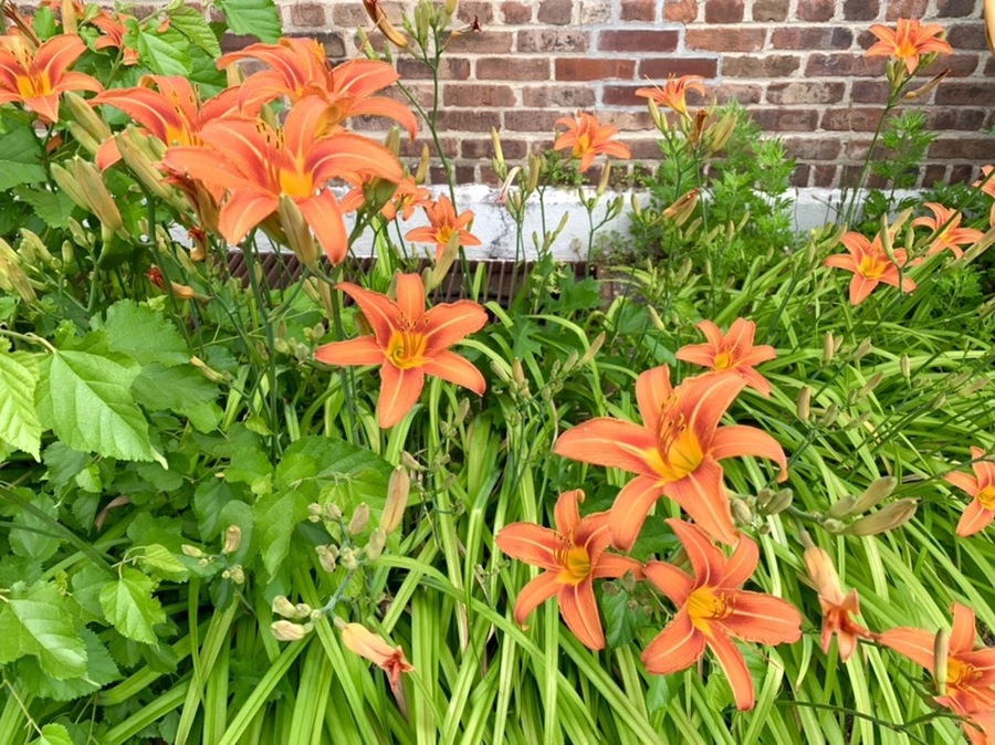 IMG_2535.jpg?type=w966