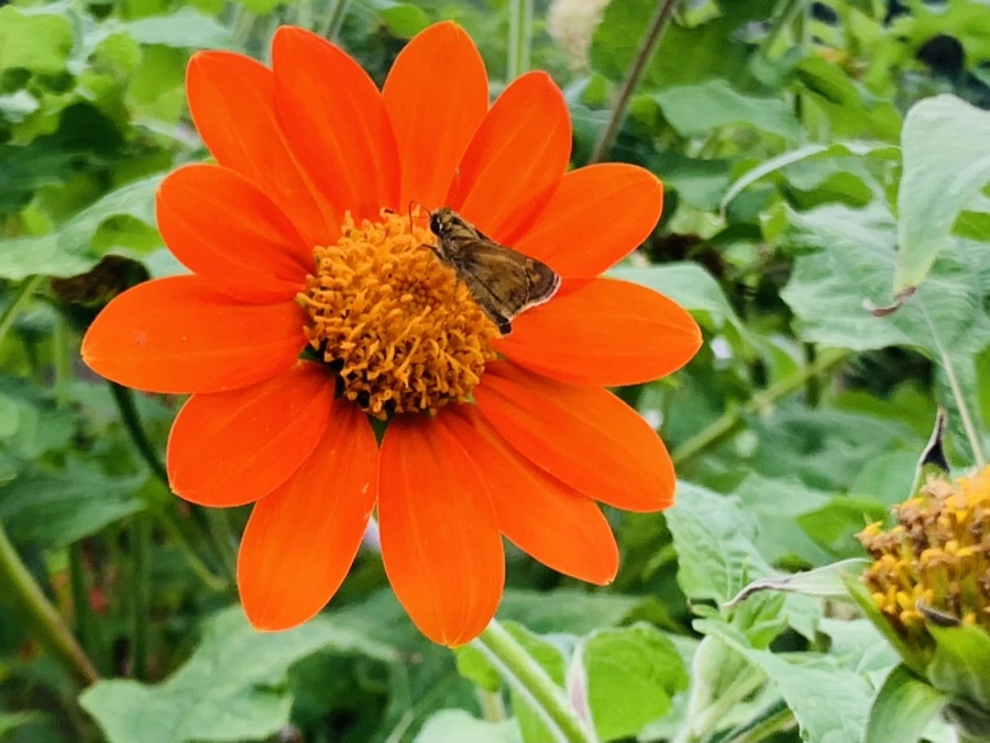 IMG_6972.jpg?type=w966