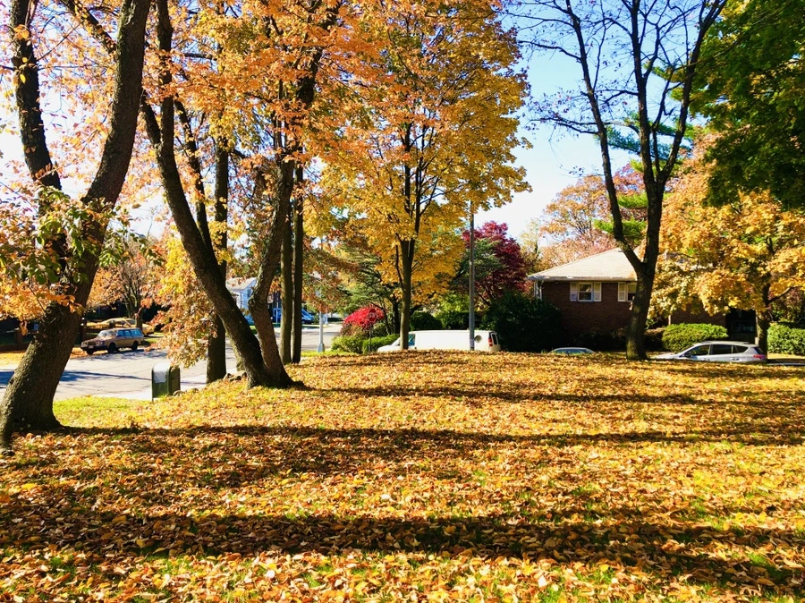 IMG_4219.jpg?type=w966