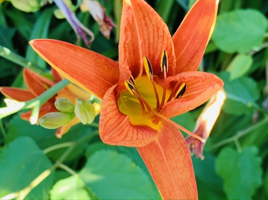 IMG_4860.jpg?type=w966