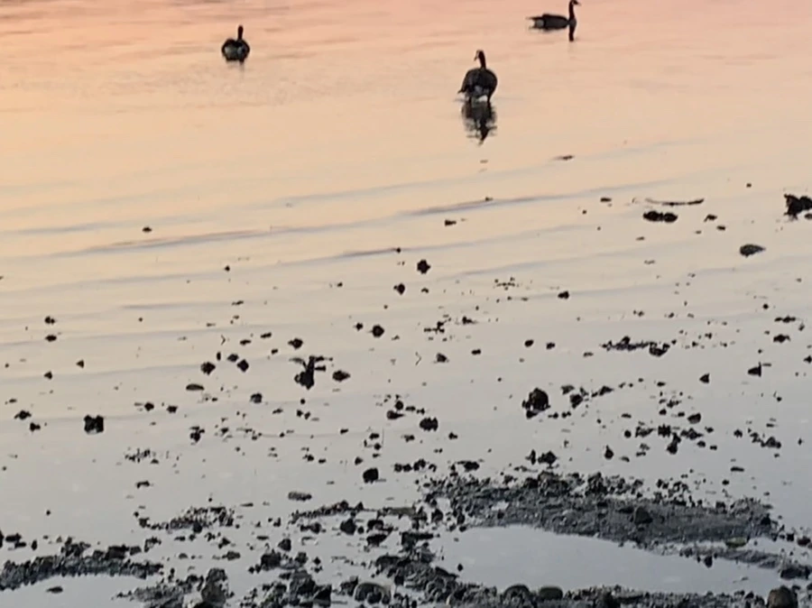 IMG_0101.jpg?type=w966