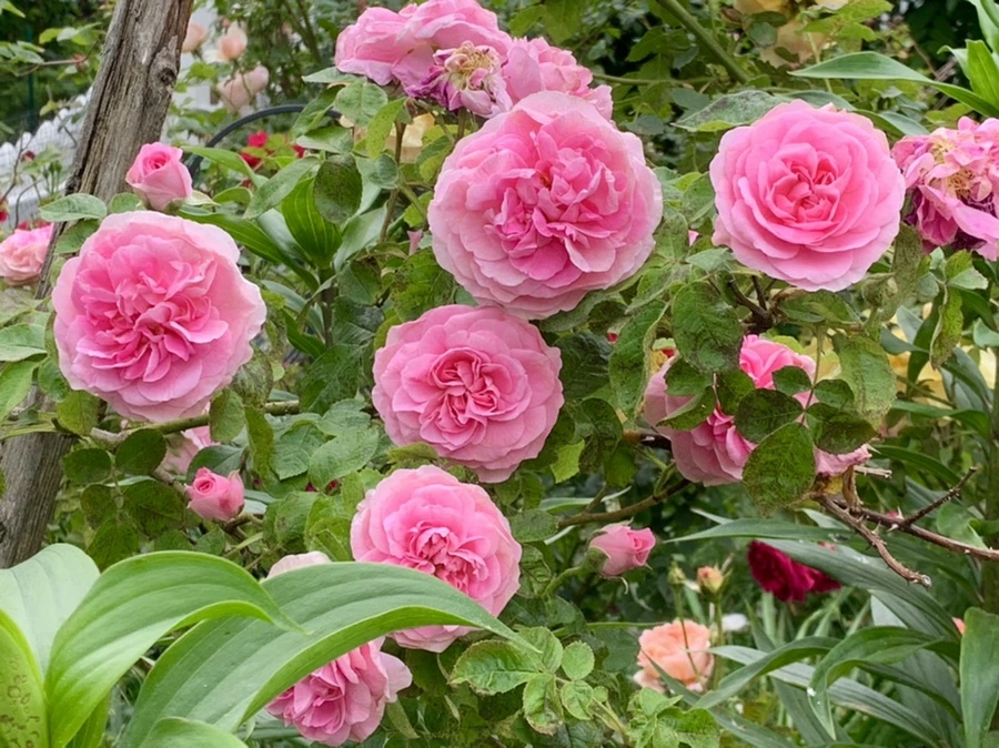 IMG_6064.jpg?type=w966