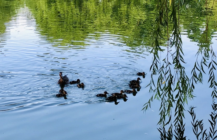 IMG_1110.jpg?type=w966