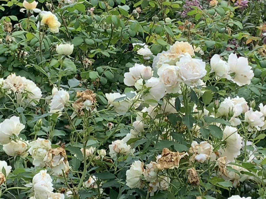 IMG_4992.jpg?type=w966