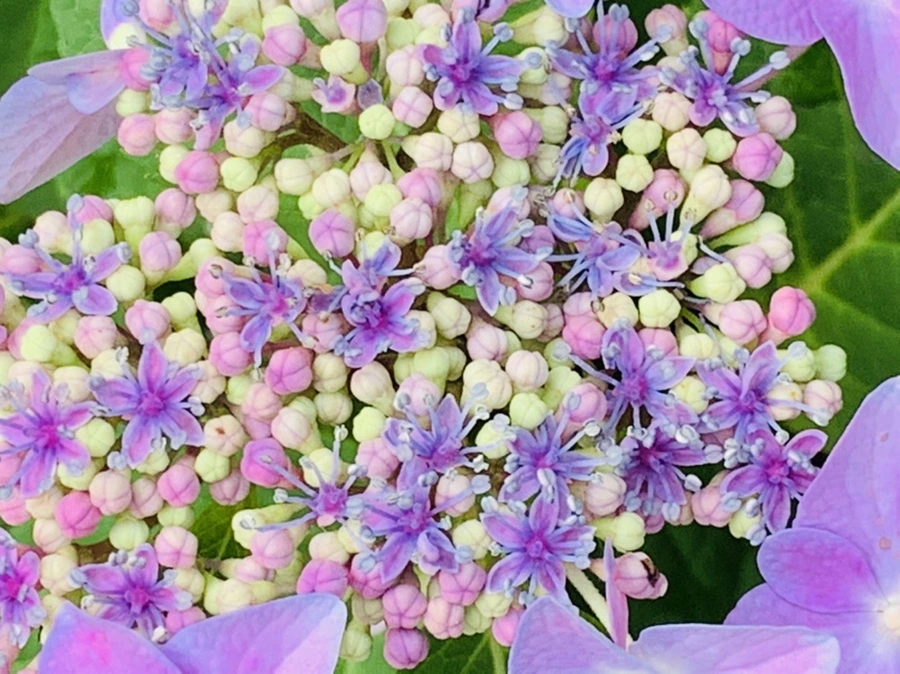 IMG_6055.jpg?type=w966