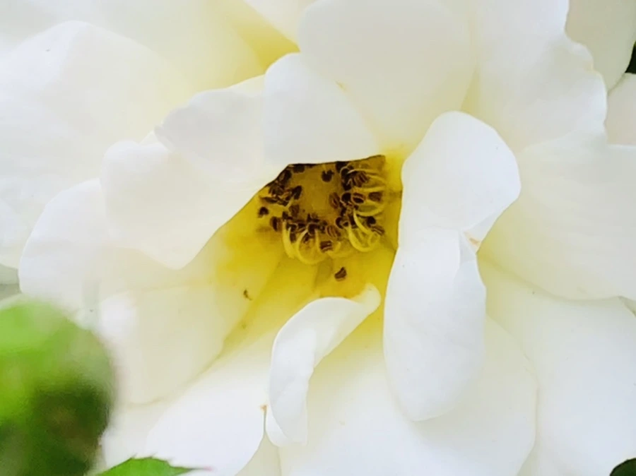 IMG_6077.jpg?type=w966