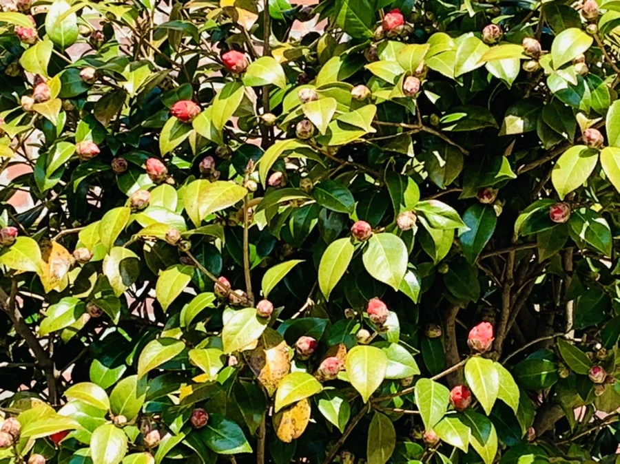 IMG_4339.jpg?type=w966