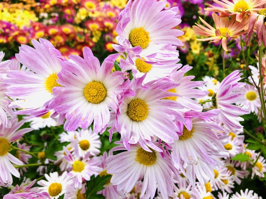 IMG_2684.jpg?type=w966