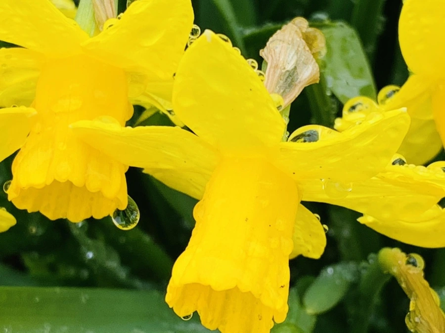 IMG_3706.jpg?type=w966