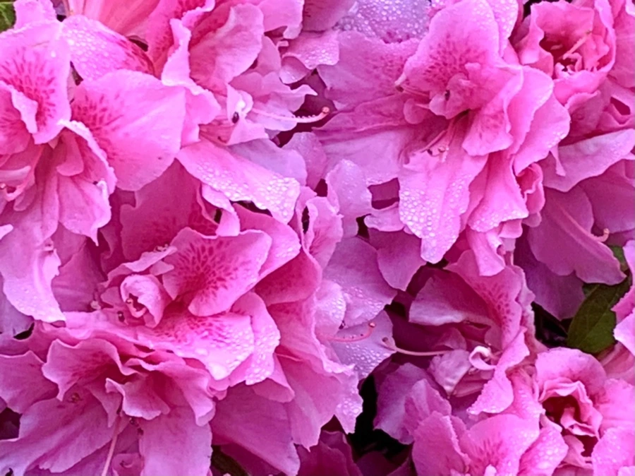 IMG_9683.jpg?type=w966