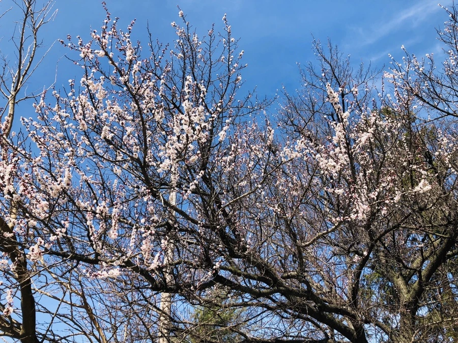 IMG_2238.jpg?type=w966