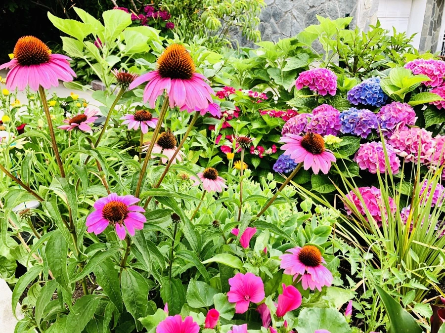 IMG_1340.jpg?type=w966