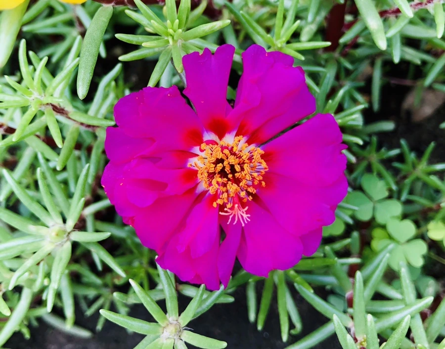 IMG_1450.jpg?type=w966