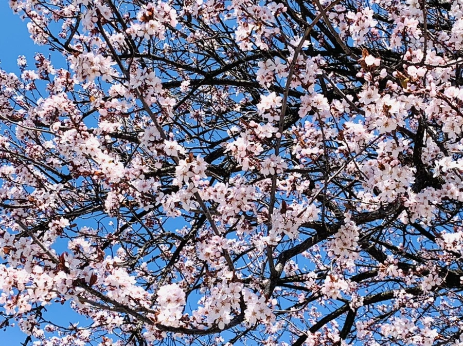 IMG_7745.jpg?type=w966