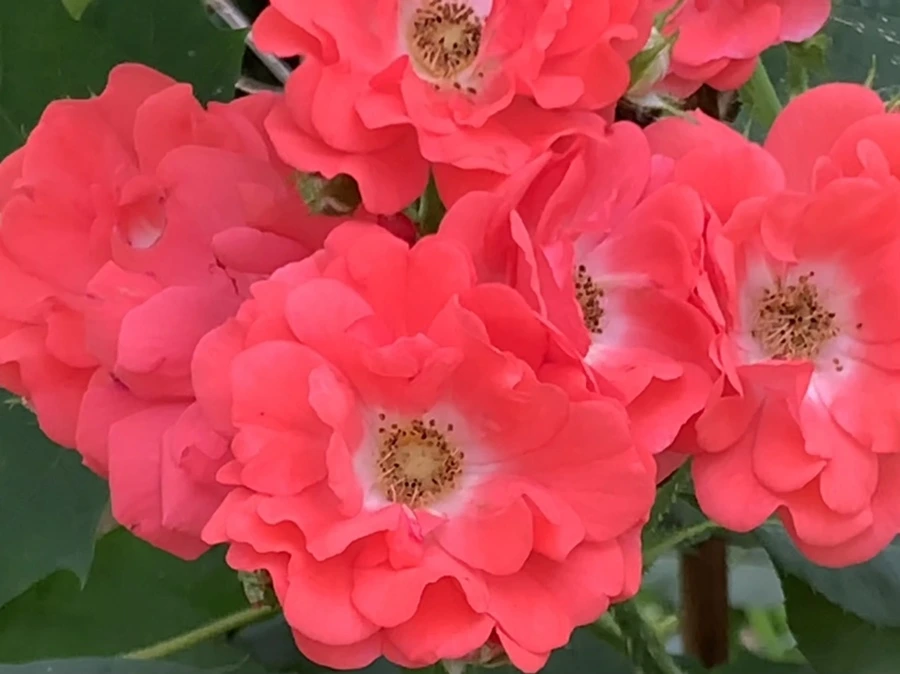 IMG_6083.jpg?type=w966