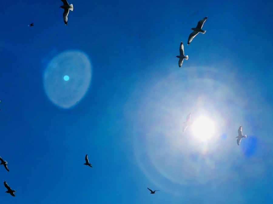 IMG_8106.jpg?type=w966