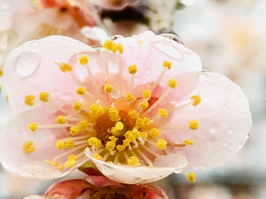 IMG_1905.jpg?type=w966