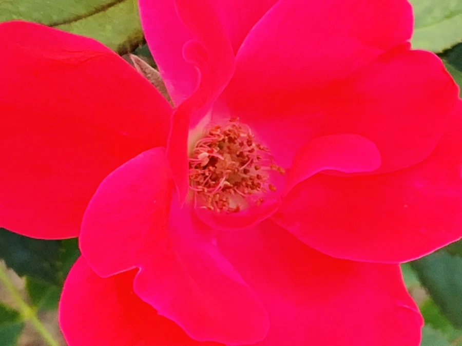 IMG_2957.jpg?type=w966