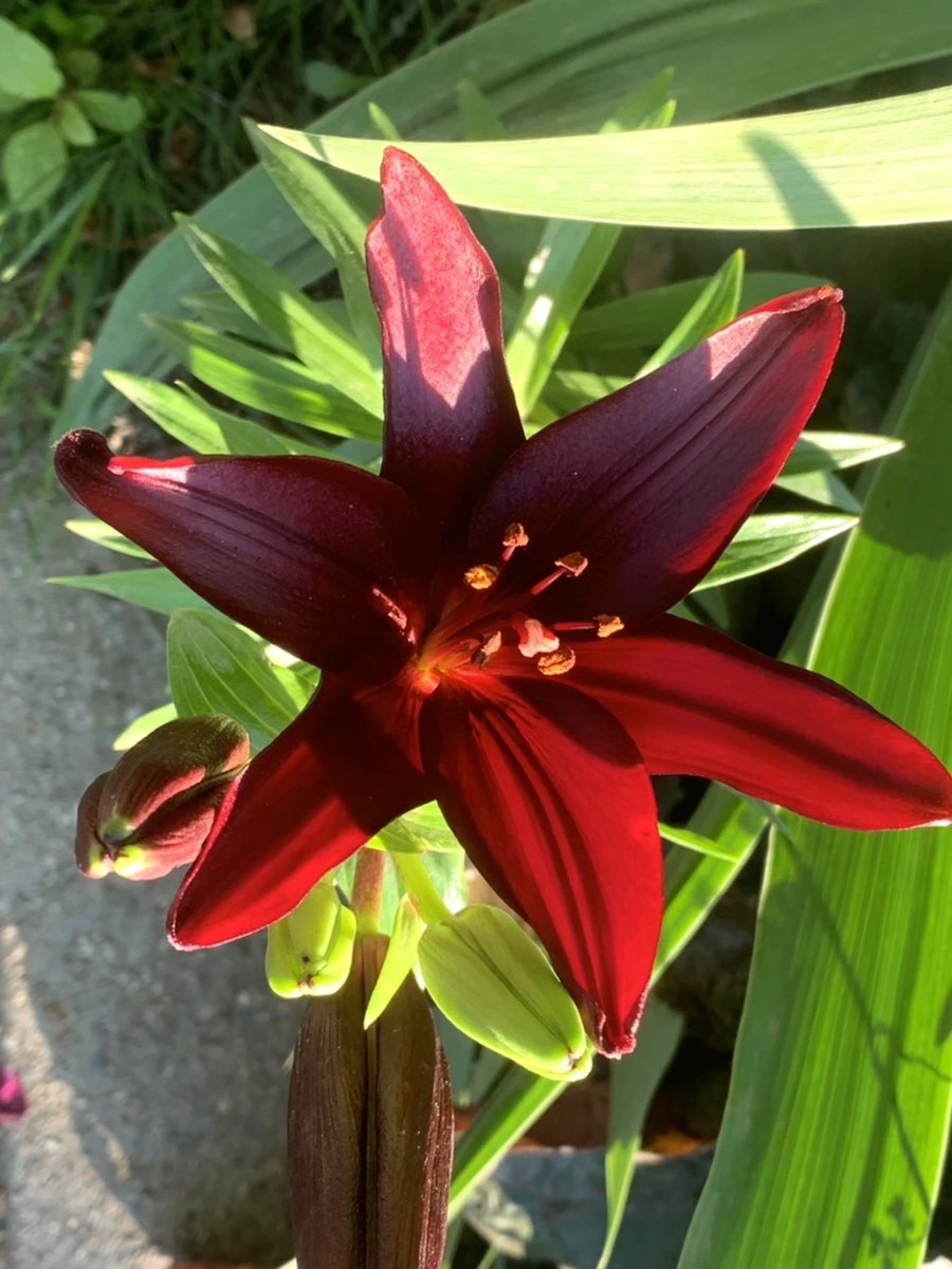 IMG_3957.jpg?type=w966