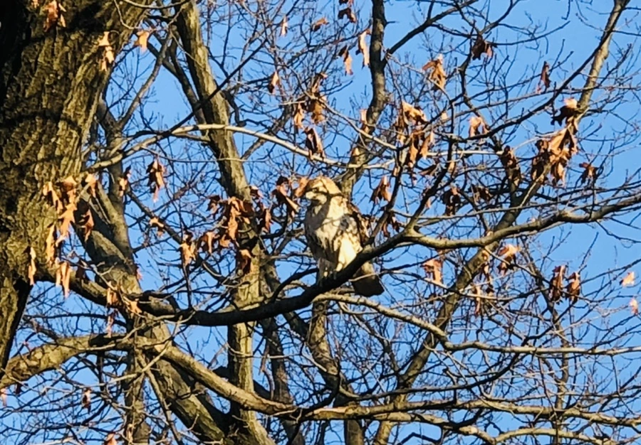 IMG_4846.jpg?type=w966