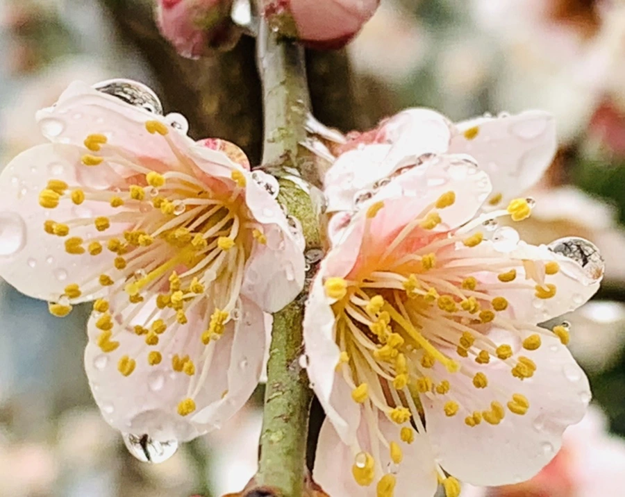 IMG_1800.jpg?type=w966