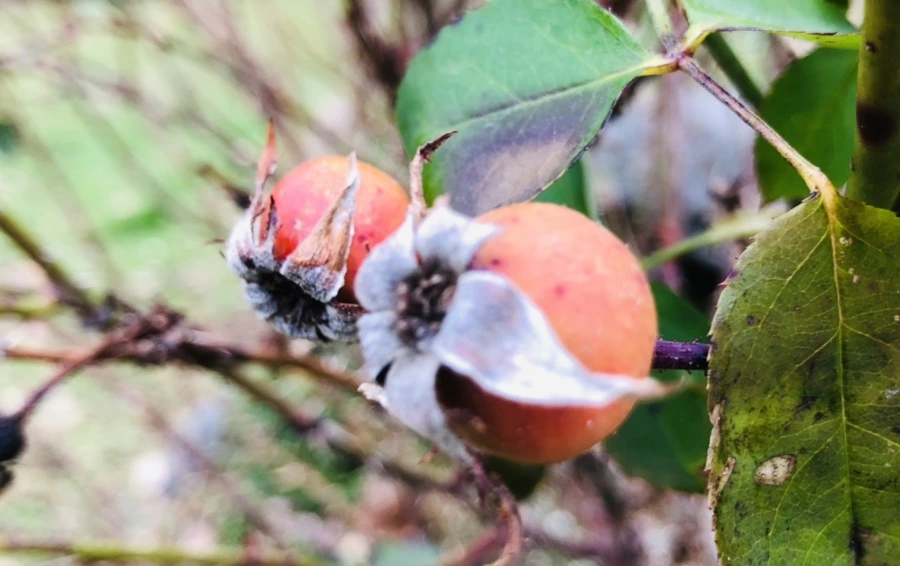 IMG_8003.jpg?type=w966