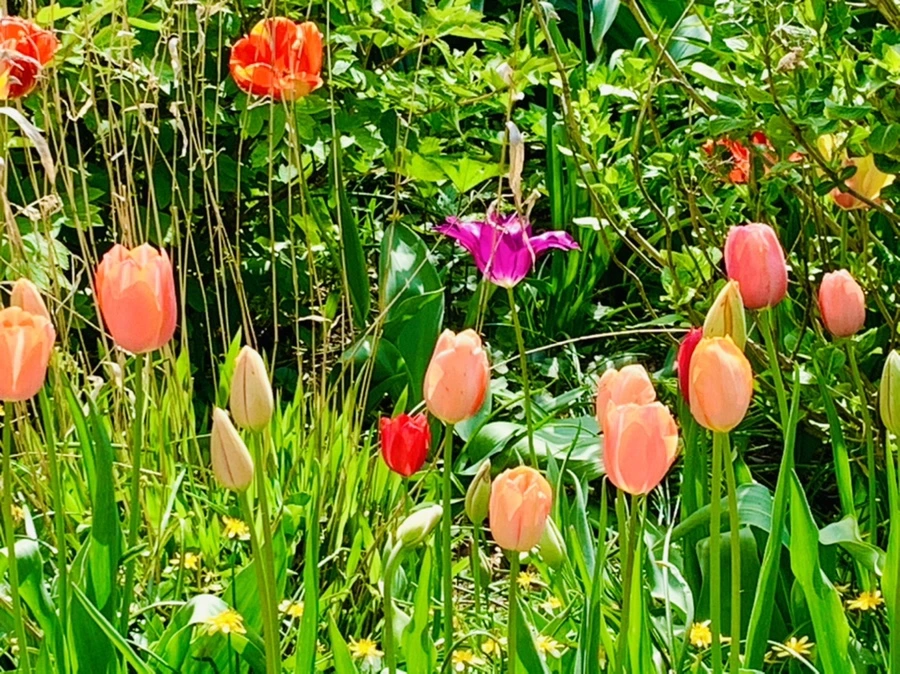 IMG_6892.jpg?type=w966