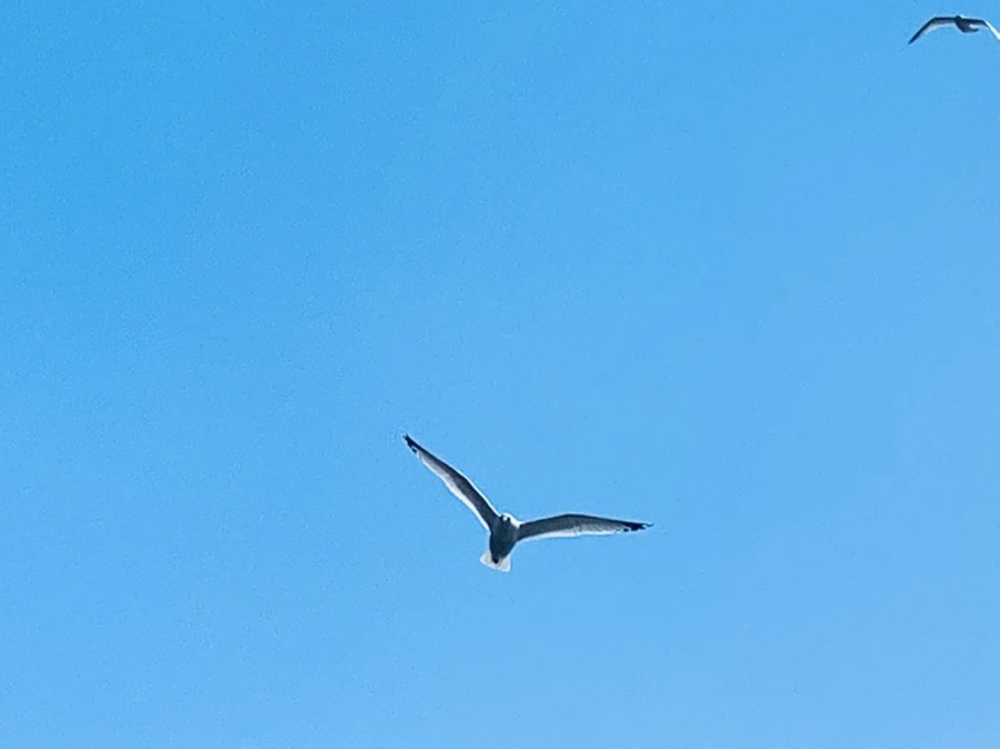 IMG_9437.jpg?type=w966