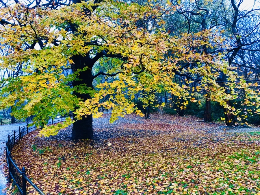 IMG_5711.jpg?type=w966