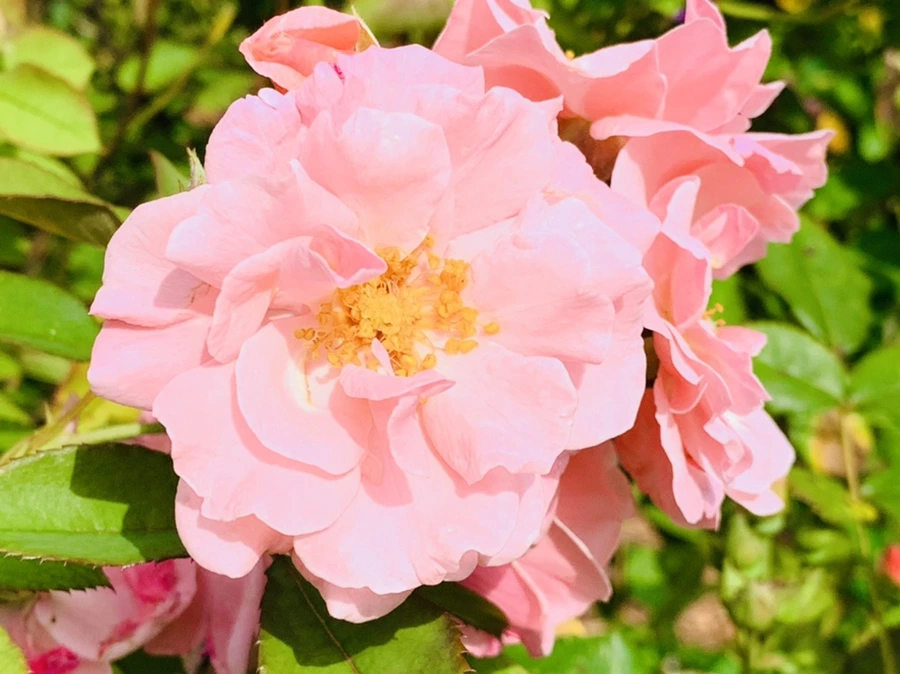 IMG_0543.jpg?type=w966