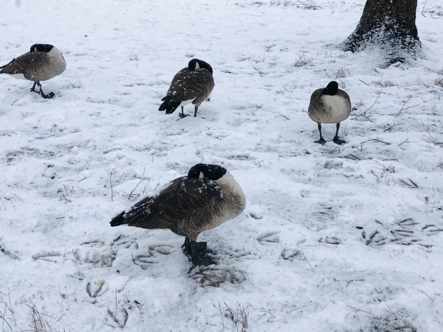 IMG_4148.jpg?type=w966