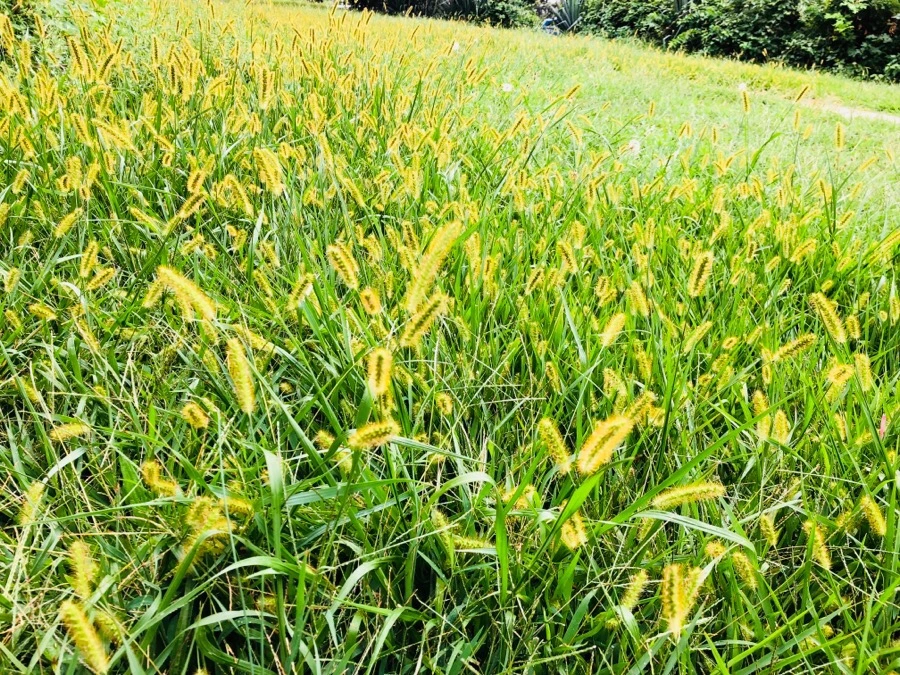 IMG_4308.jpg?type=w966