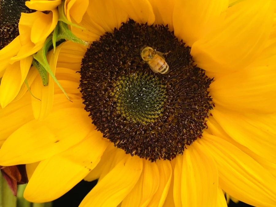 IMG_6648.jpg?type=w966