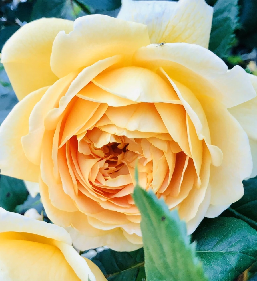 IMG_7708.jpg?type=w966