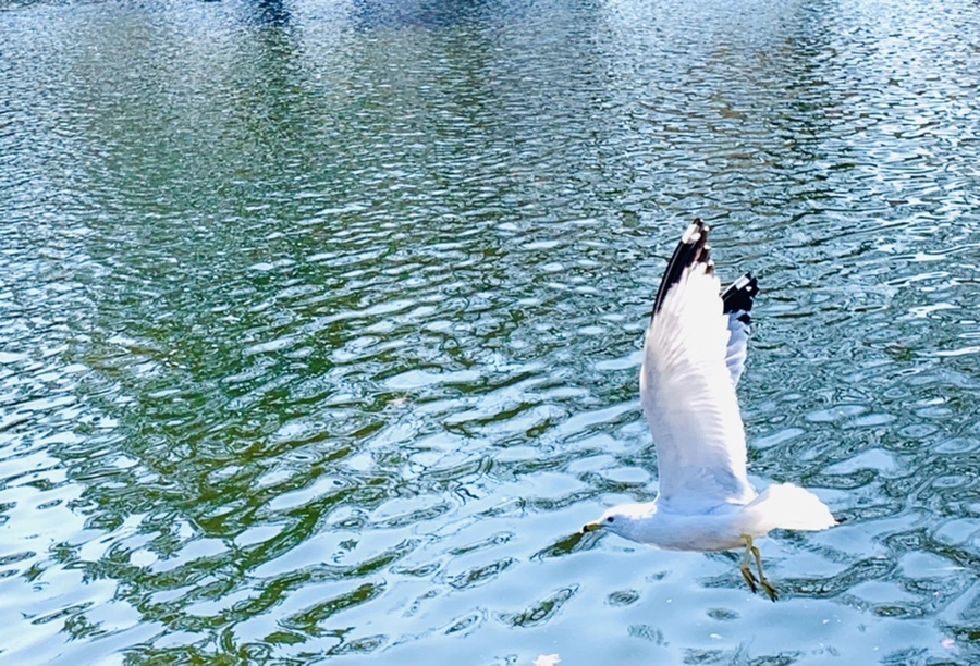 IMG_9864.jpg?type=w966