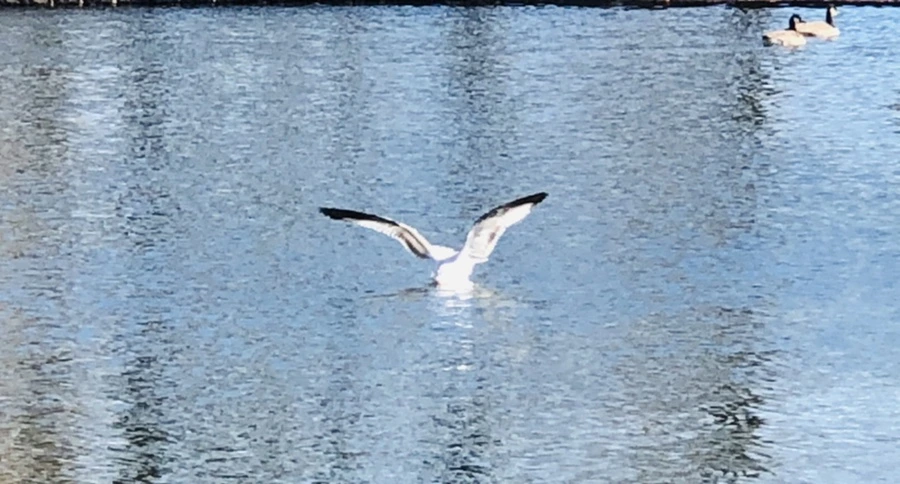 IMG_5563.jpg?type=w966