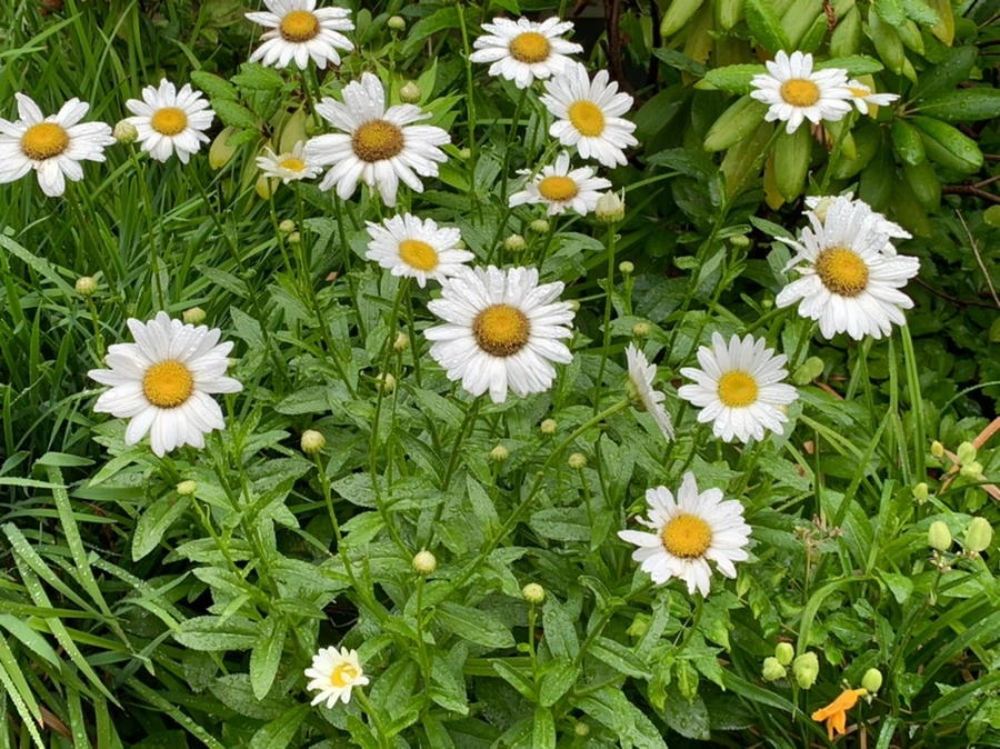 IMG_0190.jpg?type=w966