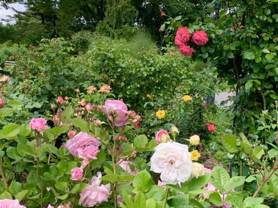 IMG_5811.jpg?type=w966