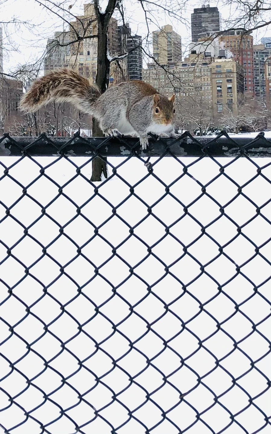 m9rNda_-SjC3k_ZgSrMszFWJMRI