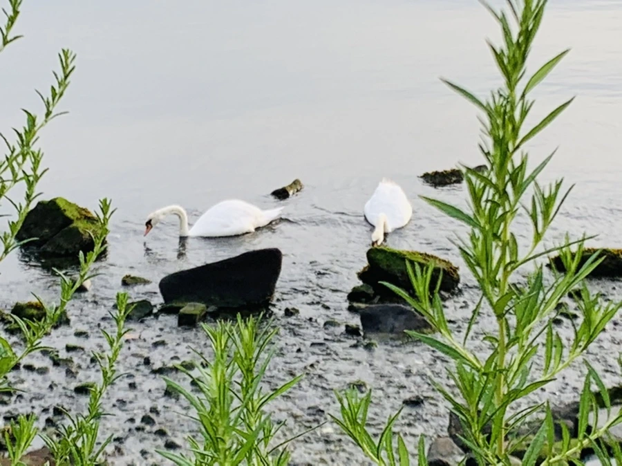 IMG_6544.jpg?type=w966