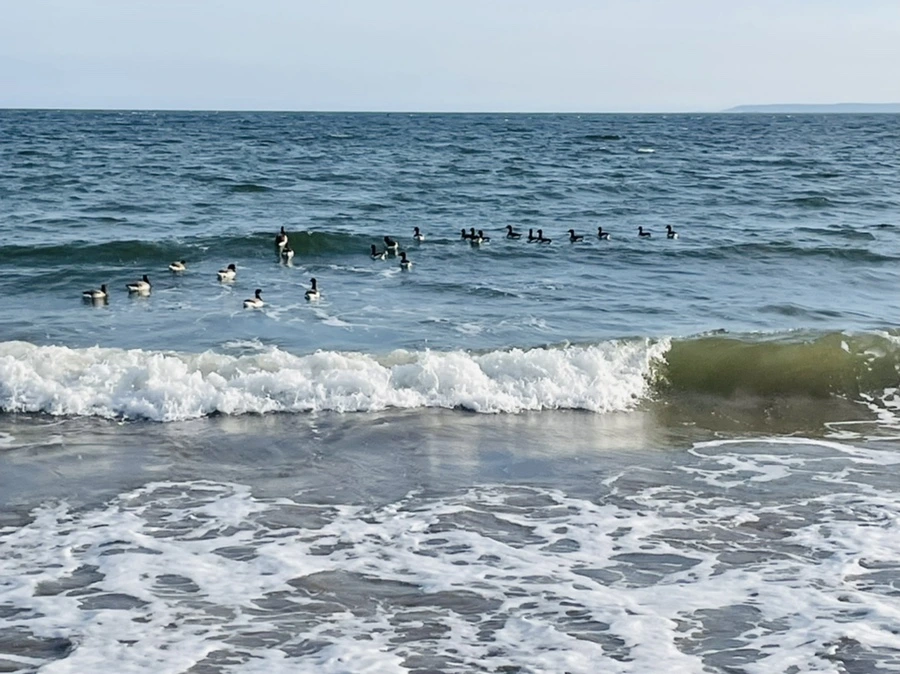 IMG_5098.jpg?type=w966