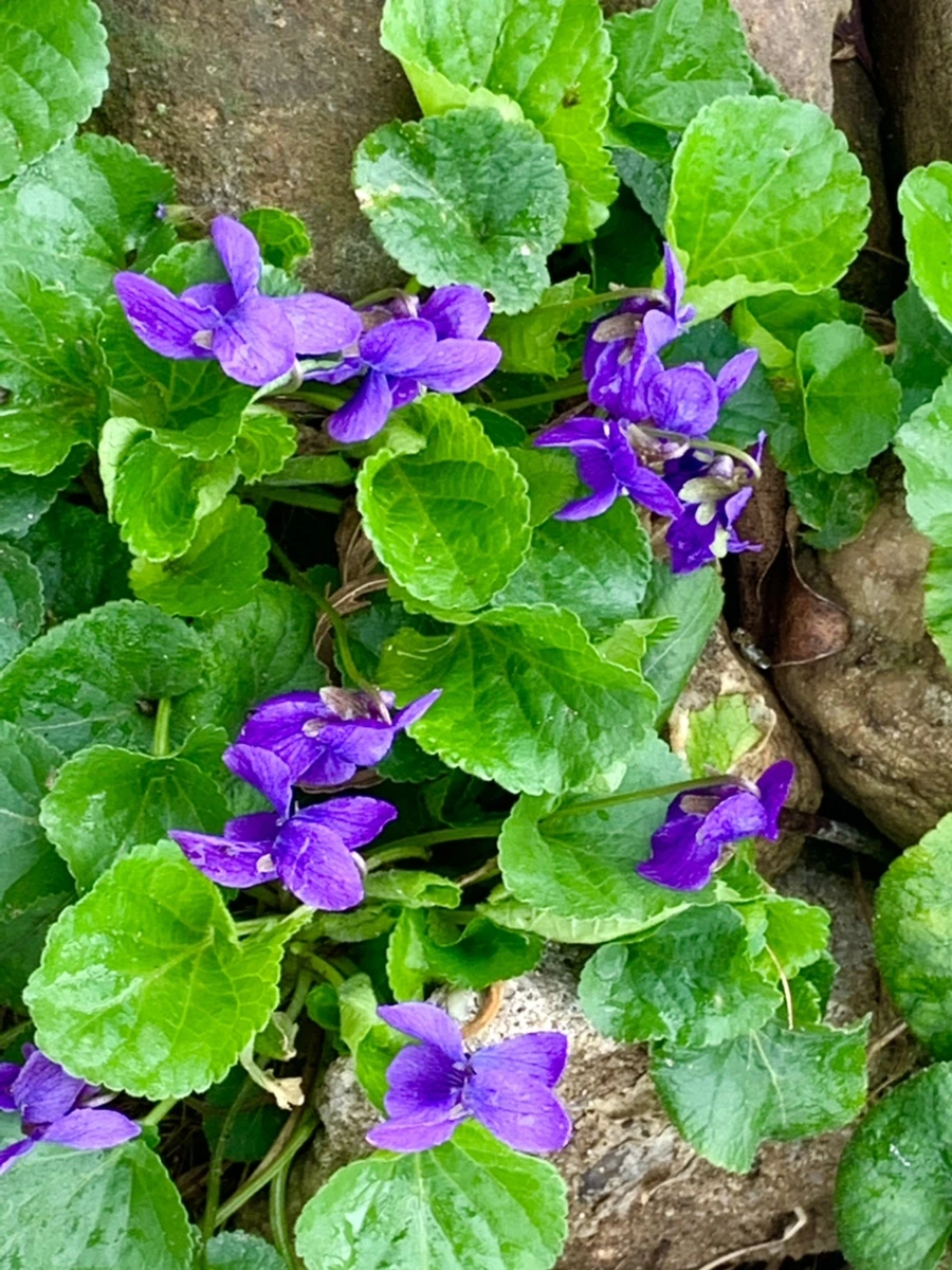 IMG_6286.jpg?type=w966