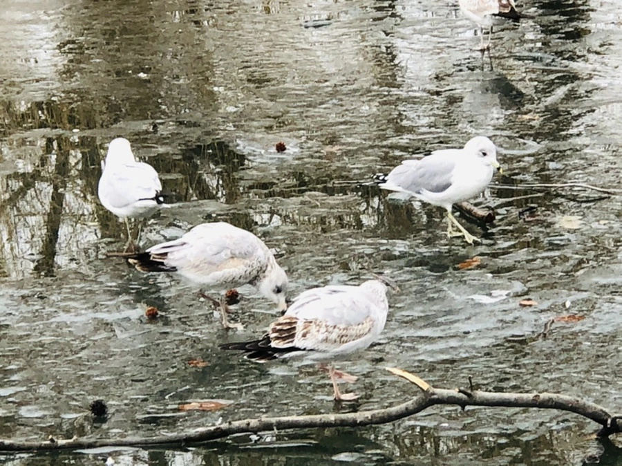 IMG_3157.jpg?type=w966