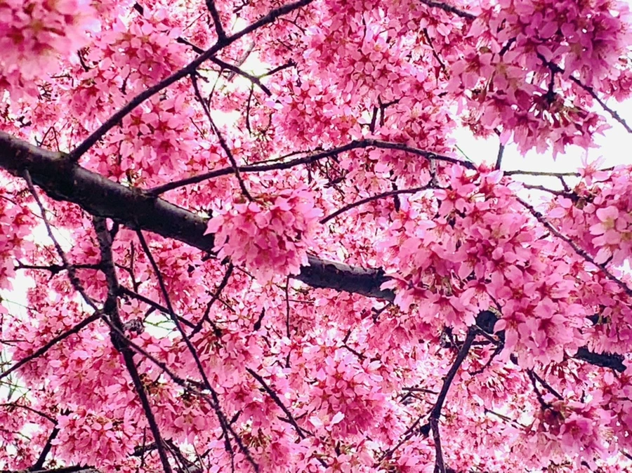 IMG_6224.jpg?type=w966