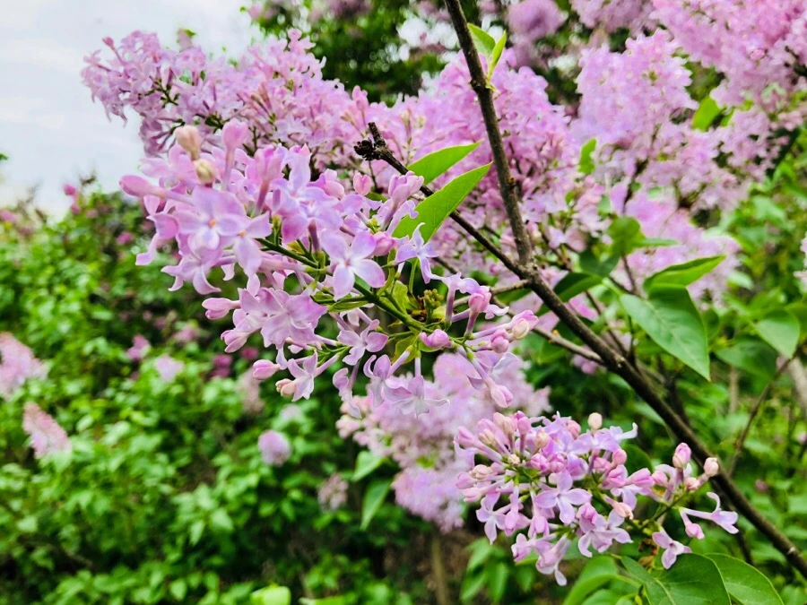 IMG_5475.jpg?type=w966