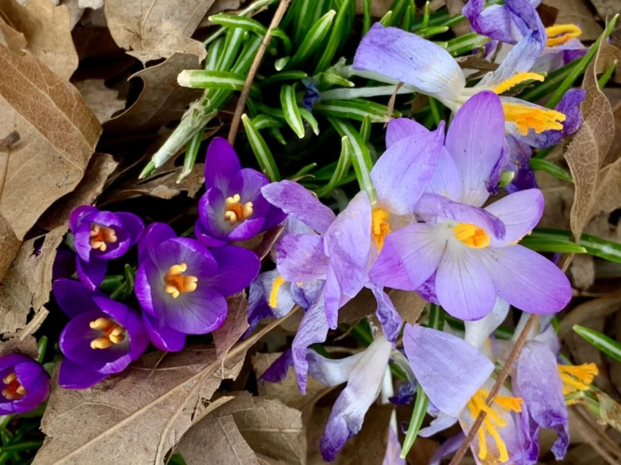 IMG_0109.jpg?type=w966