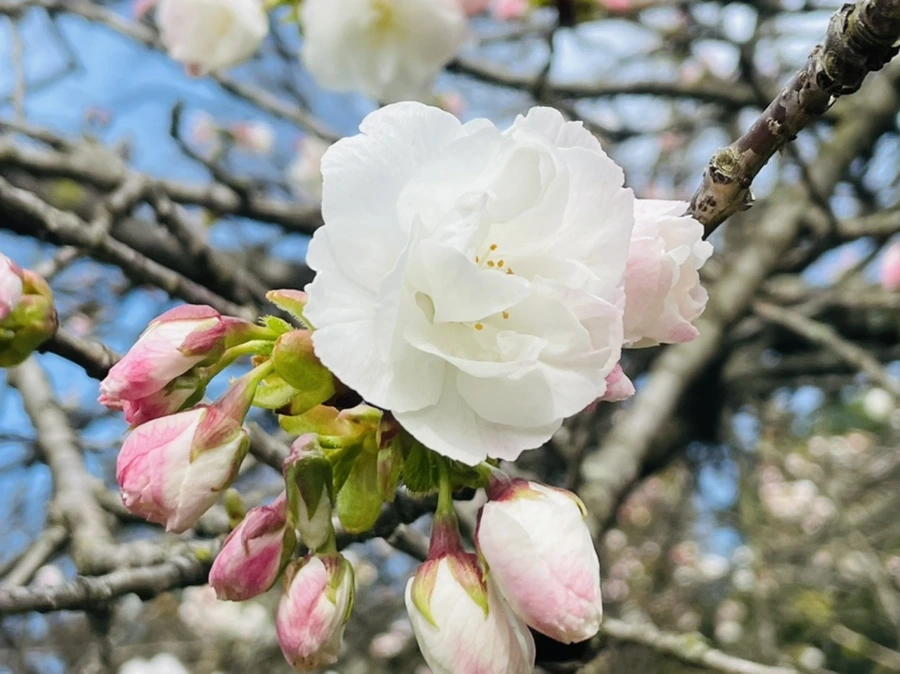 IMG_0442.jpg?type=w966