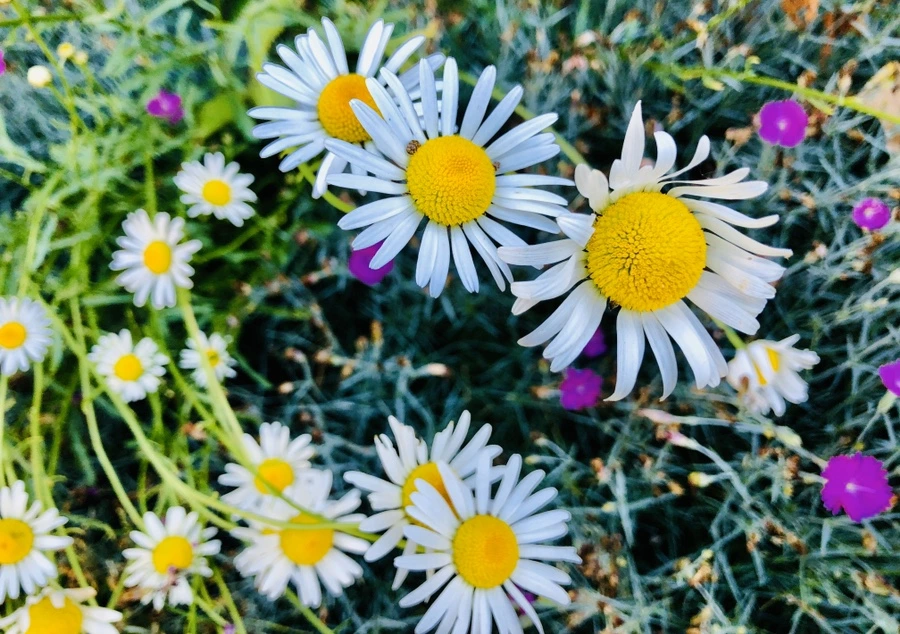 IMG_8528.jpg?type=w966