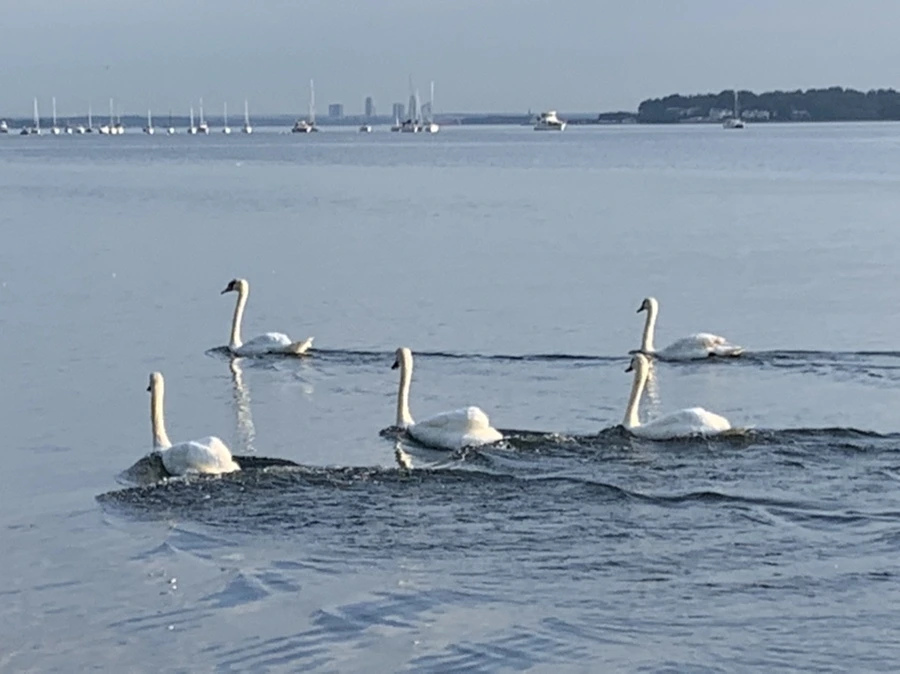 IMG_1491.jpg?type=w966