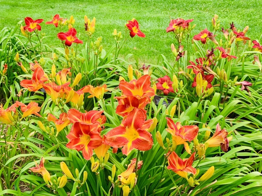 IMG_2596.jpg?type=w966